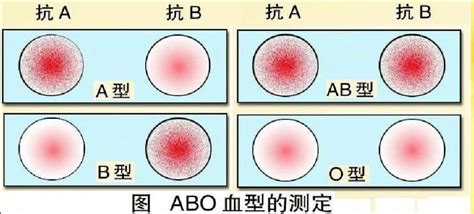 血型查詢+-|血型 ( ABO & Rh )